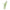 MC Divine Cute Corta Tip Verde 03